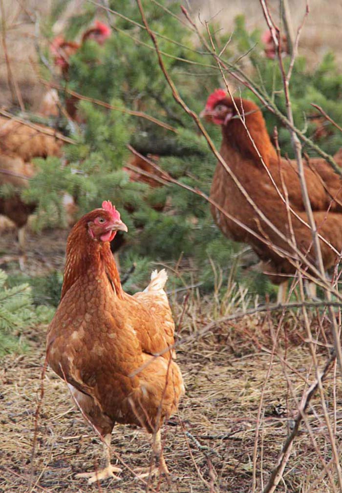 chickens-700 chickens-700