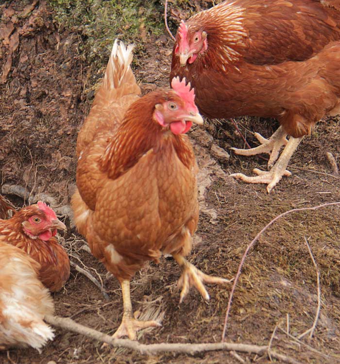 chickens2-700 chickens2-700