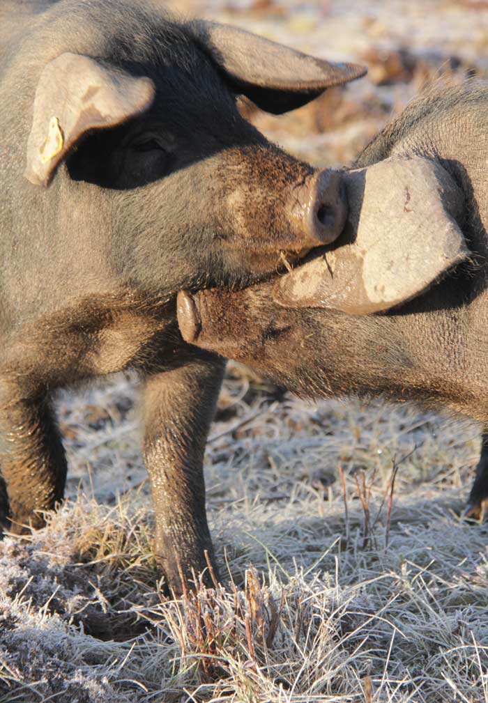 happy-pigs-700 happy-pigs-700